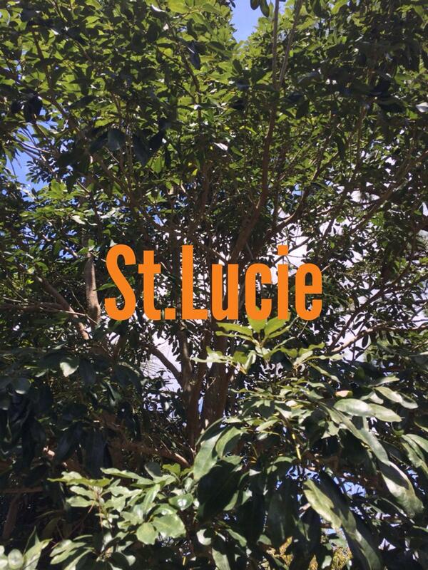 Raff (@rvpiii) on Twitter photo 