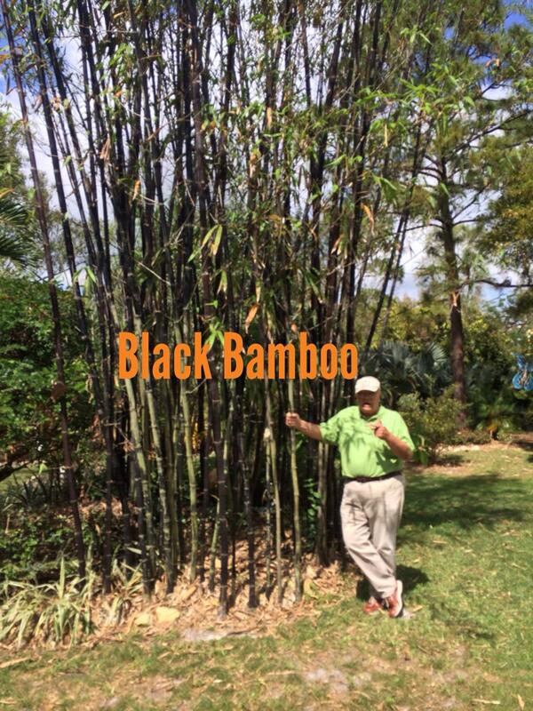 Raff (@rvpiii) on Twitter photo 