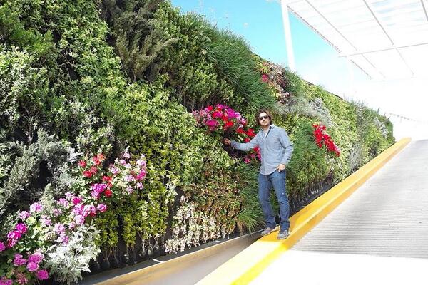arqui_iorch's tweet photo. Les comparto foto d como va el JardínVertical q instalamos en el Edificio de PensionesCiviles http://t.co/6BKbkgGrqd http://t.co/hRKMe9cIhL