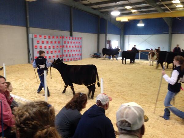 SpringGardenFFA's tweet image. Great job in Showmanship this morning Wesley Rogers!