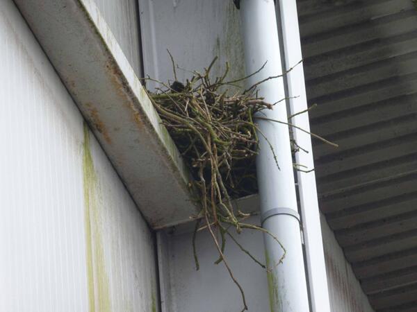 SBlandfo's tweet image. RT: @Morkery: Ravens nest.  &amp;lt; Wonderfully untidy (&amp;amp; opportunistically sited on someone's balcony?) #raven #crowtalk