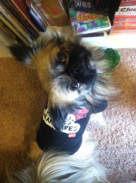 HighbrowGeek's tweet image. Sey the peke giving off a gizmo vibe and wearing his #ironman shirt. #90s