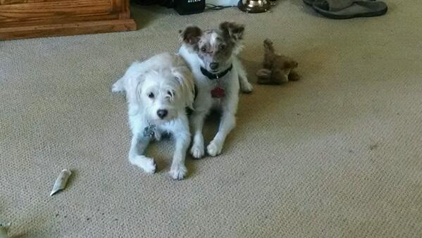 raphpuppy's tweet image. We are good boys, aren't we @yorkpuppy ?