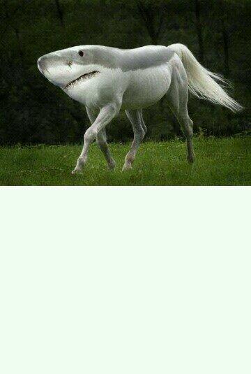 인터넷 보다 우연히 본 사진이다. 
ㅋㅋ 100퍼센트 가짜이고 합성이다.
거기서 이름을 '상말이'라고 부른다.