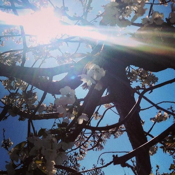 chaseTHEdonkey's tweet photo. Hello sunny #spring day! #privlaka #croatia #hrvatska #bloom #sunny http://t.co/BoHhkvZuFK