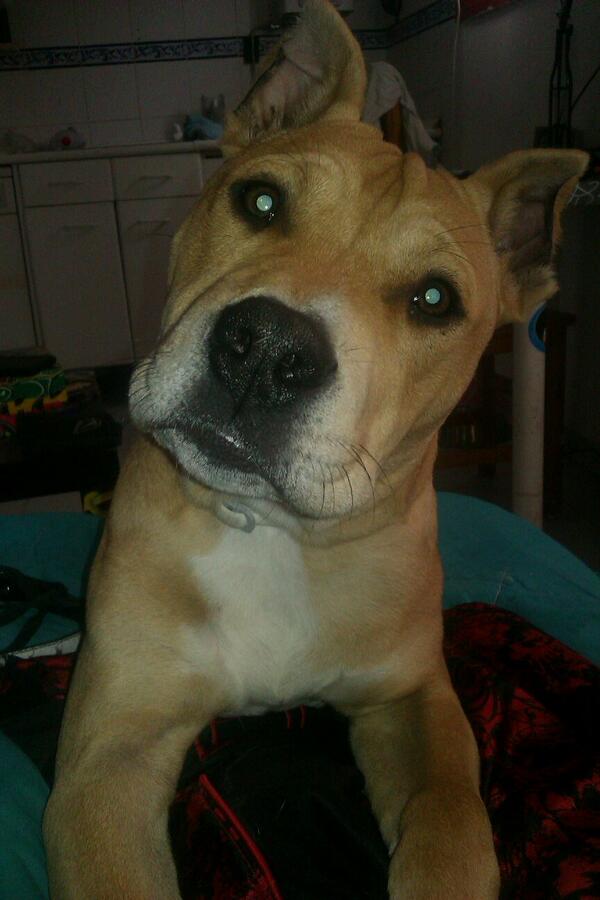 DianQsns's tweet photo. Aqui , con vito corleone metida en la cama... http://t.co/y35skHzIGv