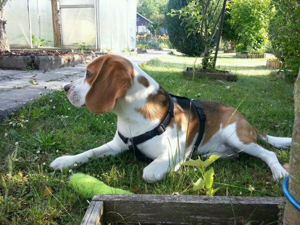 Im garten spielen macht Spaß