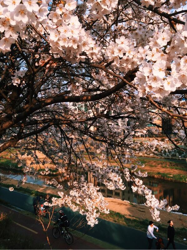 ideefix's tweet photo. 봄은 어디가고 바로 여름왔나.. 갓 튀겨낸 팝콘같은 벚꽃에 놀랬네!!!!! http://t.co/P9tMMJAOQq