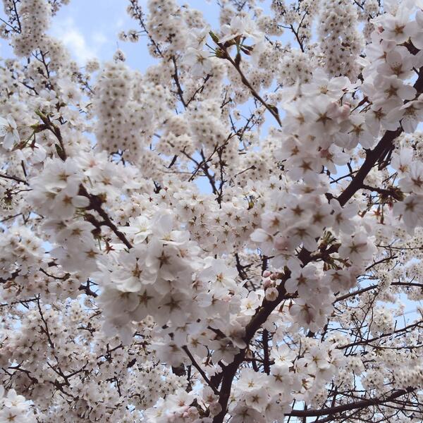 ideefix's tweet photo. 봄은 어디가고 바로 여름왔나.. 갓 튀겨낸 팝콘같은 벚꽃에 놀랬네!!!!! http://t.co/P9tMMJAOQq