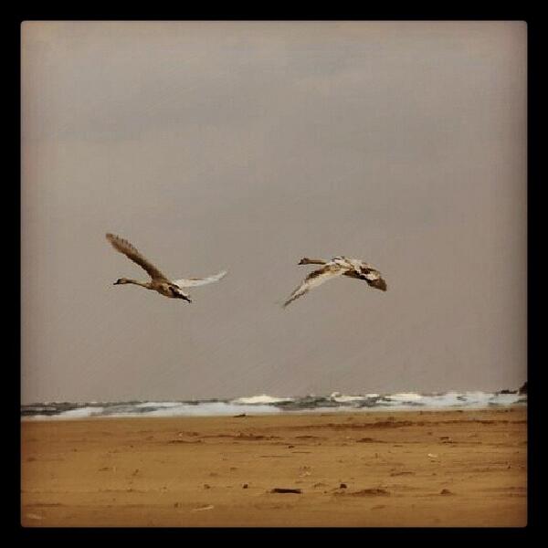 iedemirayak's tweet image. #Şile #Sahil #kuğu #Sofular #hot_shotz #turkishfollowers #photographer_tr #photogram_... ift.tt/1fBYAB3