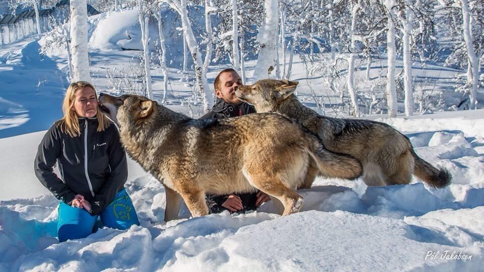 Narvik Safari on Twitter: "Wolf kiss at Polar Park- experience it with Narvik Safari! http://t.co/QsxVTlciGw" / Twitter