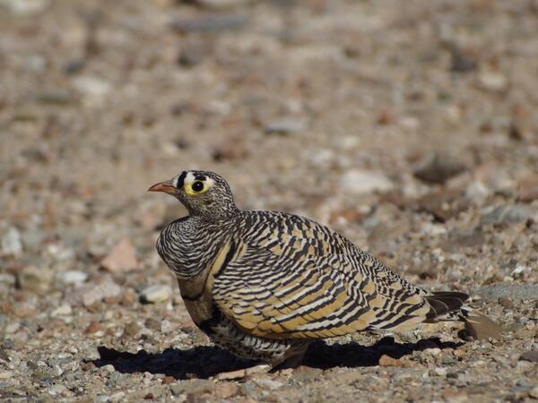 _OSME's tweet photo. RT @SwarovskiOptik: @flywaychampions #cotfbirds Lichtenstein Sandgrouse, Holland Park Eilat. #digiscoping http://t.co/ckLaQIPRtF #osmeregion
