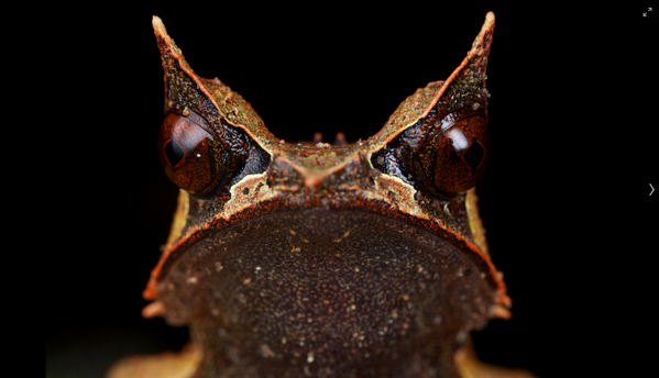 orkydea's tweet image. non pensate anche voi che questa potrebbe essere la pic di molti di noi ... ?

#rana #cornuta #malaysia #psicologia