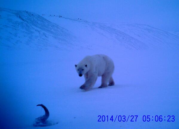 drjoelberger's tweet photo. So proud of Russian colleague Olga Starova who took incredibly rare pic of #polarbear &amp; muskoven carcass yesterday. http://t.co/KfHggybiKw
