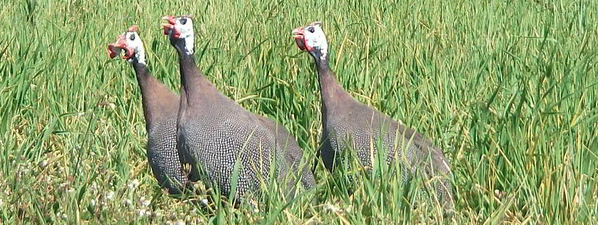 Jornadas Avicultura tweet media