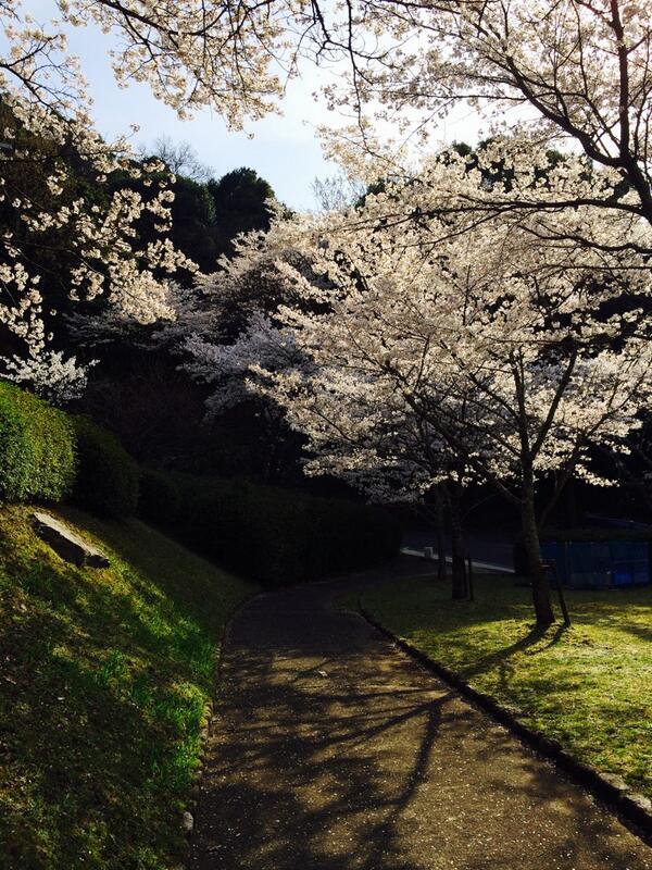 福岡の桜の名所ランキングtop 開花 見頃の時期や穴場を解説 旅行 お出かけの情報メディア