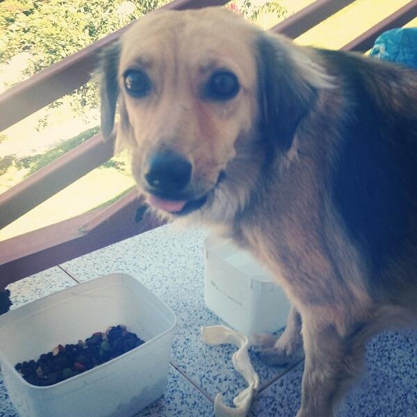 ErickShinoda's tweet photo. Nova delícia da família! Ainda me inspirando no #ProjetoAnimal da @Kefera e adotamos a 1º cachorrinha em 7 anos. ♥ http://t.co/OCsTGLvulD