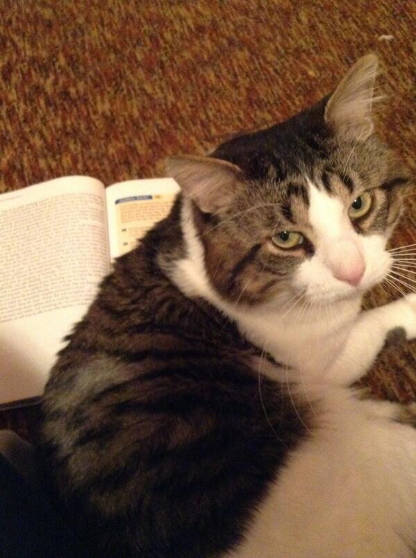 catpeaach's tweet image. Pickles how do you expect me to get any work done. #CSSprobs