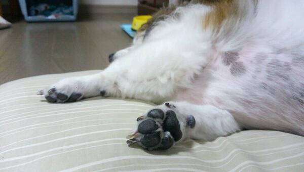Dogs_Everyday's tweet photo. 肉球

#一日一犬

https://t.co/jm4BSbHqL0