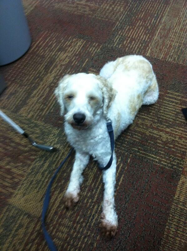 Rudy wanted to hang out in Stone building today! #bringyourdogtoschool