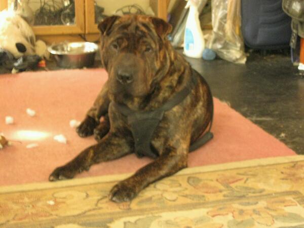 tsstrojan's tweet image. A better day for dog:)