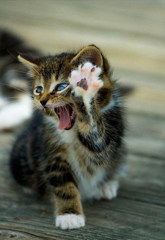 "<a href="/ThatsCute/">Unknown</a>: Me when I see my friends off in a distance. "<a href="/CarCarCar3_/">Carla du Preez</a> <a href="/CelesteWentzel8/">Celesté Wentzel</a> <a href="/Christie2510/">Christie</a>