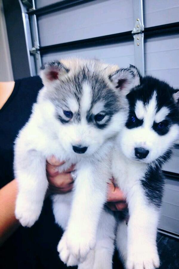 germanbieber's tweet photo. omfg give me one please :") http://t.co/3BEZJrdC4Y