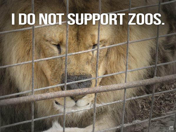 peta's tweet photo. WRONG: #CopenhagenZoo KILLS the lions they fed Marius the giraffe to http://t.co/3mdL74EiZ9

RT if u #BoycottTheZoo! http://t.co/CzAjEhtsgJ