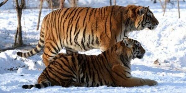 Сколько в мире амурских тигров. Амурский тигр анатомия. Амурский тигр на охоте. Амурский тигр рядом с человеком. Строение Амурского тигра.