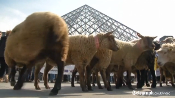 Sheep storm Paris Louvre in farmers' protest fw.to/Gd9Um6f