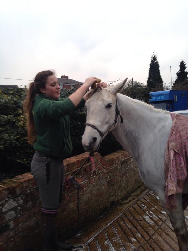 beatlepayne's tweet image. Lila having a wash ready for tomorrow's @ThePonyClub @DengieHorseFeed Area Dressage #greyproblems Amber to do too