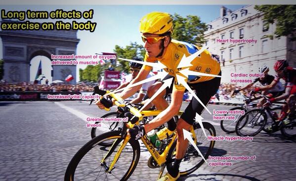 BoswellsPE's tweet image. GCSE PE: #gcseperevision the long term effects of exercise on the body.