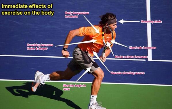 BoswellsPE's tweet image. GCSE PE: #gcseperevision immediate effects of exercise on the body