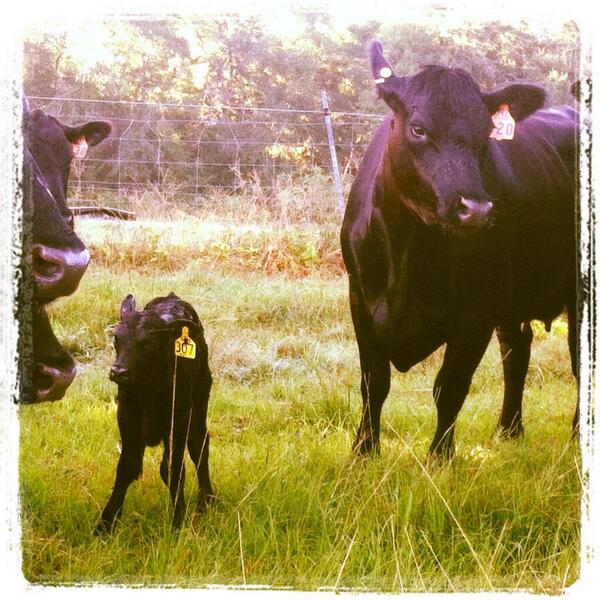 AuburnAg's tweet photo. The #1 pic, winner of an #AgWeek14 shirt, this new mama & baby at #AUBeefUnit by @AUAnimalScience SR @THA_HOZA. http://t.co/hDa3uTors4