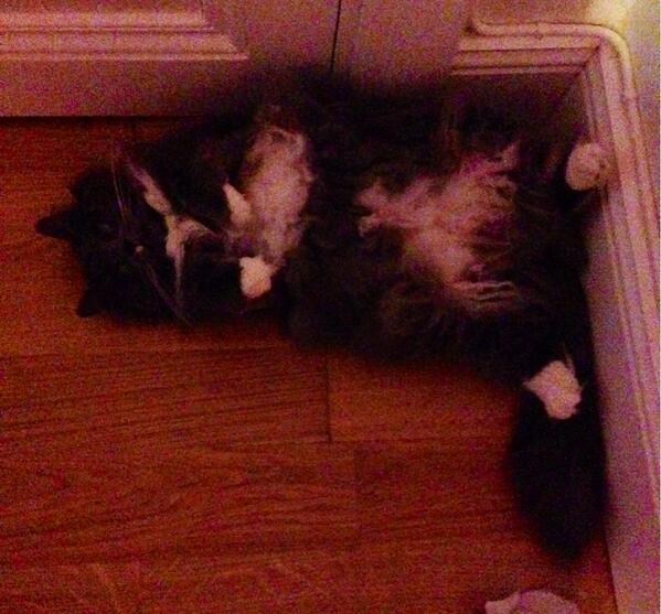 ADewdropsDiary's tweet photo. Trevlig fredag! Måne firar med att ligga i ett hörn. #helt #normal #katt http://t.co/duppRf0JSO