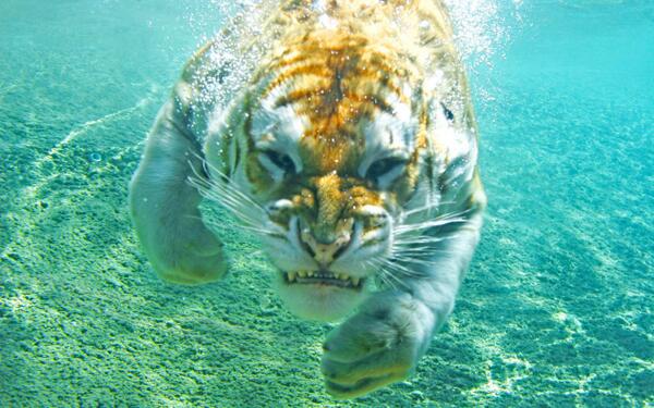 WhatTheFFacts's tweet photo. Most cats hate the water, except the Tiger. http://t.co/nCS8DWE3wP