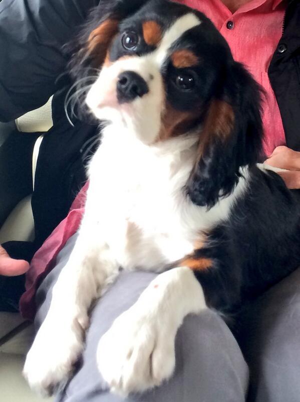 mollanderson's tweet image. #moodchanges from #HappyFriday to can we go #home ?? @FIDOFriendly @fidofactor #dogs #bestfeelingever101