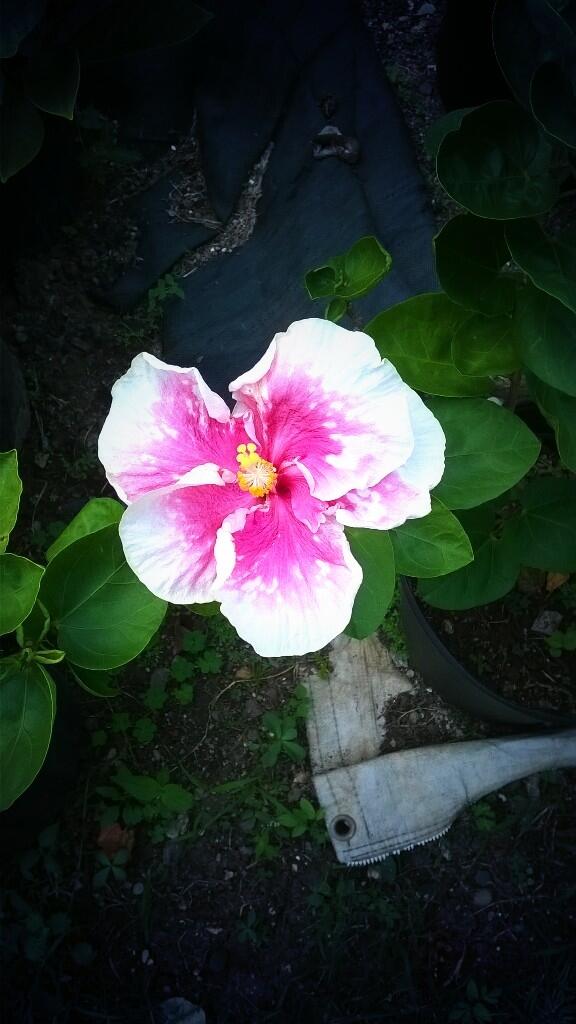 EvergreenFlow's tweet image. 