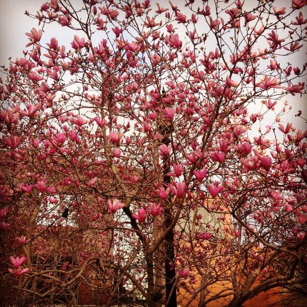 JessicaRidley's tweet photo. Is it safe to say it's finally spring in Nashville?? #tornadowarnings and #gorgeoustrees http://t.co/pOQU2iHNBK