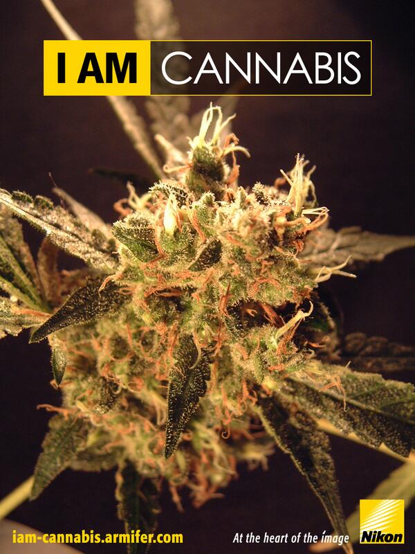 selfhemployed's tweet image. Made for #SelfHemployed by Armifer #Amsterdam. Exclusive #IAmCannabis shot. &apos;At the heart of the #Bud&apos; #420 #Nikon