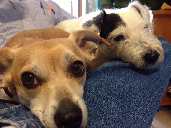 fuzzpaw's tweet image. Flapjack and Mickey love Matt @florencemd1