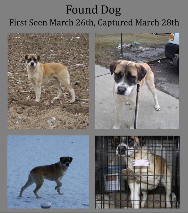 lostpetsofck tweet picture