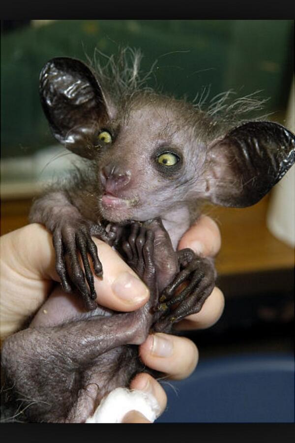 Ugly Animals (@_UglyAnimals) | Twitter