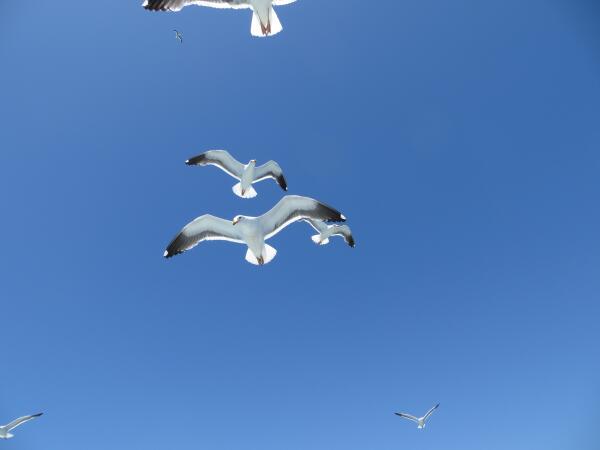 TroubleAlex's tweet image. image number 1337. maybe the birds know something i don't...