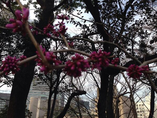 Elechansan's tweet image. #springsing2014