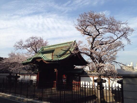 Sakura - Cherry blossoms in Tokyo, Ueno