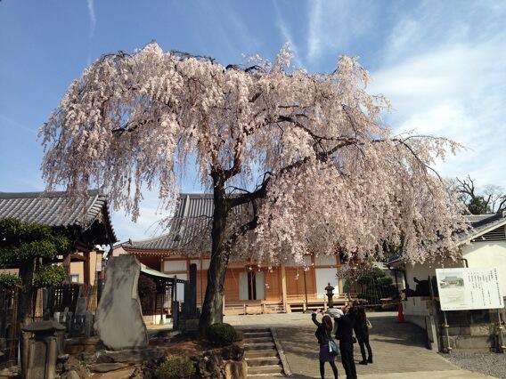 Sakura - Cherry blossoms in Tokyo, Yanaka