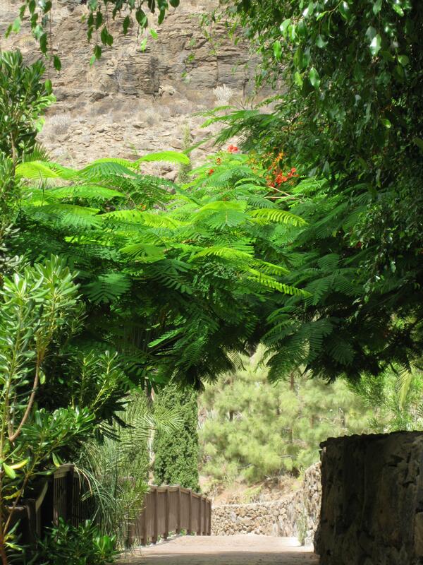 my street... [ foto mia - Palmitos Park - Gran Canaria]