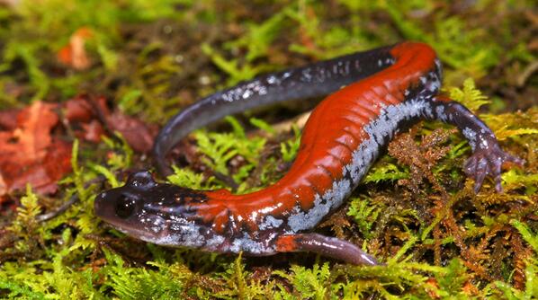 безлегочные саламандры. дыхание саламандры. дыхание саламандры. лысые саламандры. амбистома техасская.