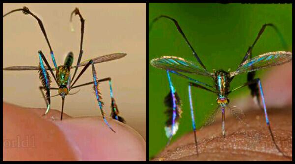 Ecology_Pr's tweet photo. إن"الصابتية"هي من أجمل أنواع البعوض و تمتلك هذه الحشرات ألوان رائعة و لامعة و تعيش في جزر المحيط الهادي #علم_البيئة http://t.co/372YaqXwYm